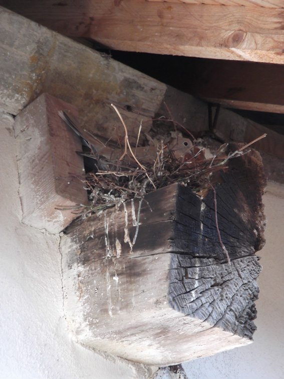 Nid Tourterelle turque